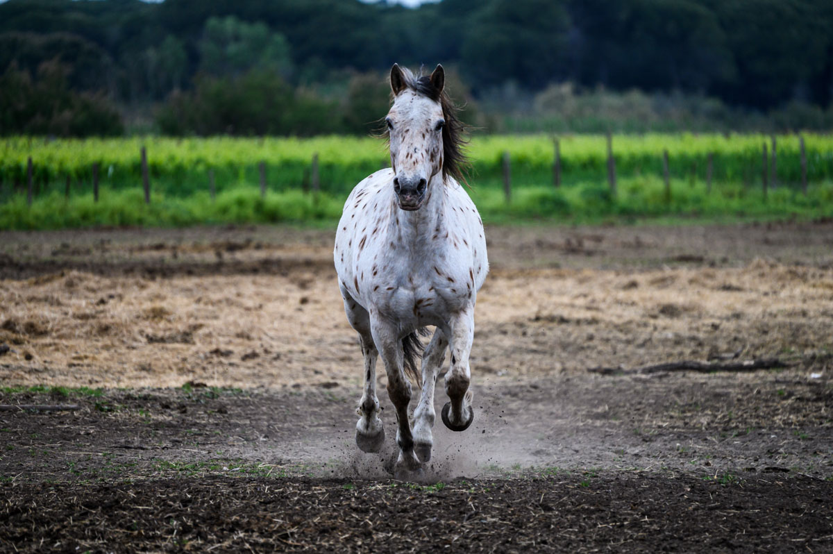 ByFoekema 260422 DSC2209